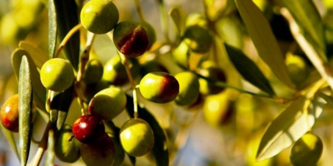 درعا تخسر ثلث إنتاجها من الزيتون والكرمة ومزارعوها يطالبون بالدعم