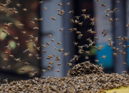 عربة طعام تتعرض لهجوم عنيف من قبل سرب من النحل في نيويورك