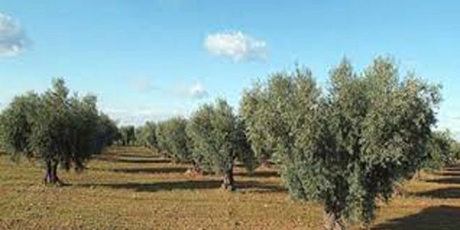 الزراعة: إنتاج سورية من زيت الزيتون 115 ألف طن و678 ألف طن زيتون