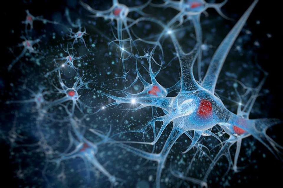 العلماء يكتشفون نوعا جديدا من الخلايا العصبية في جسم الإنسان