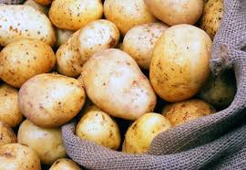 إكثار البذار: أسعار بذار البطاطا المستوردة مرتبطة بسعرها في بلد المنشأ