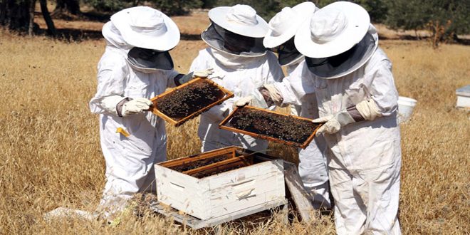 تعاف تدريجي لقطاع تربية النحل في سورية
