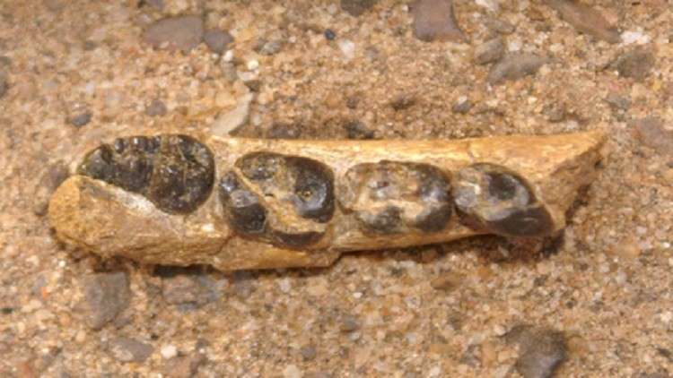 العثور على بقايا أقدم قردة عاشت على سطح الأرض