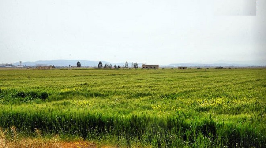 توقعات بإنتاج 77 ألف طن من القمح والشعير في حمص