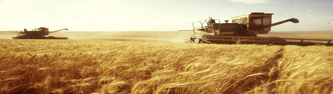 توقعات بإنتاج 175 ألف طن من القمح في درعا وحماة