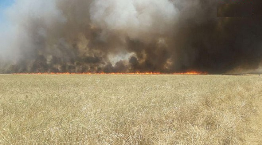 تضرر نحو 70 ألف دونم مزروعة بالقمح والشعير جراء الحرائق في الحسكة