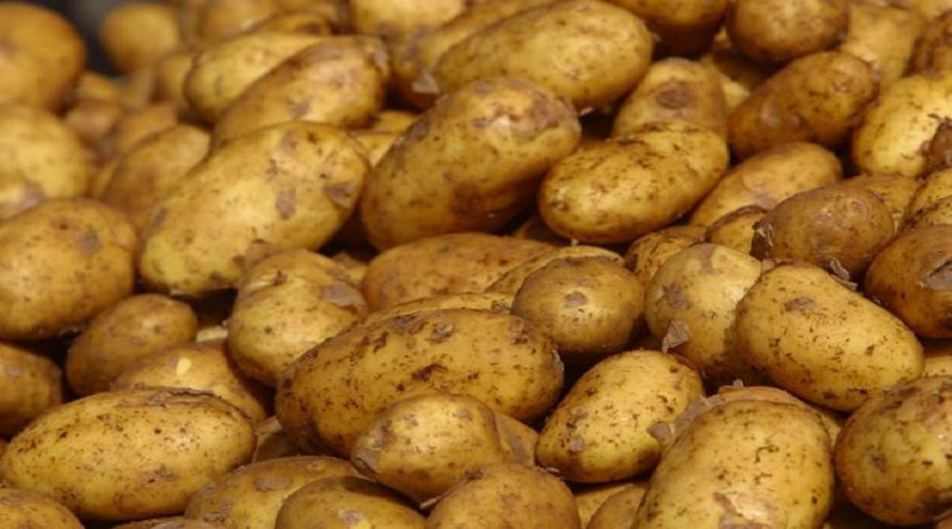 حمص.. السورية للتجارة تنهي استلام محصول البطاطا