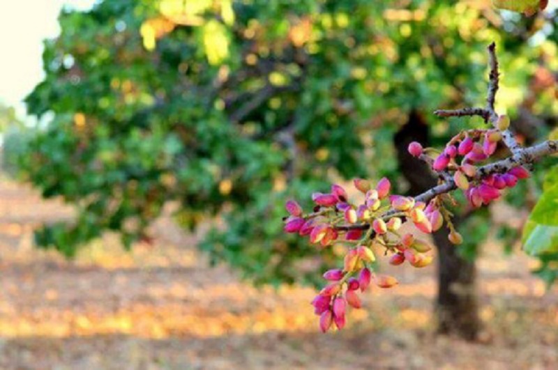 ماذا تعرف عن تاريخ شجرة الفستق؟