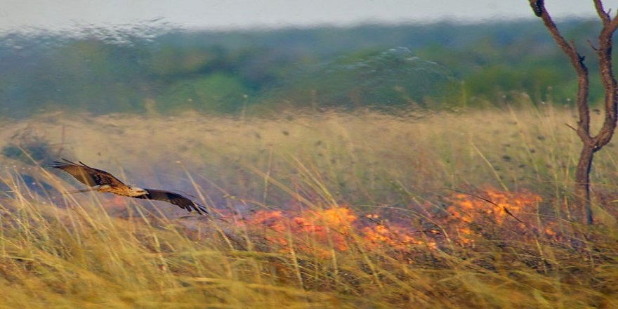 طيور”الحدأة” تشعل الحرائق في أستراليا