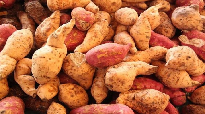 تعرفوا على فوائد البطاطا الحلوة في الشتاء 