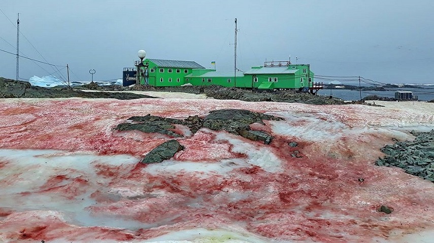 ثلوج دموية في القطب الجنوبي