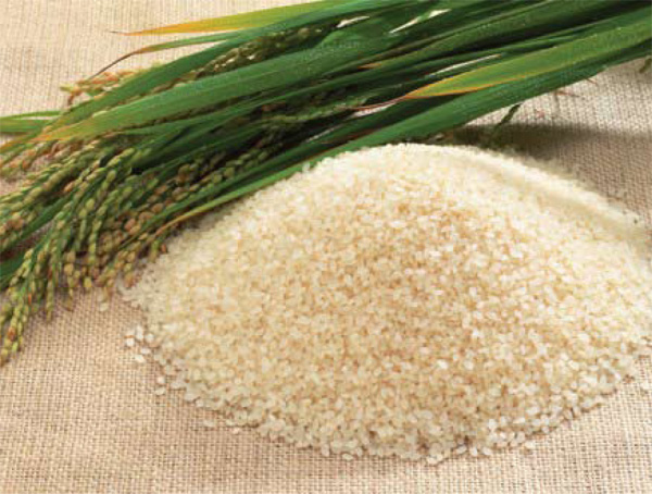 البدﺀ ﺑﺎﻟﻤﺮﺣﻠﺔ ﺍﻟﺜﺎﻧﻴﺔ من زراعة الأرز الهوائي
