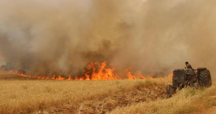 تضرر 6600 هكتار مزروعة بالقمح والشعير في الحسكة جراء الحرائق