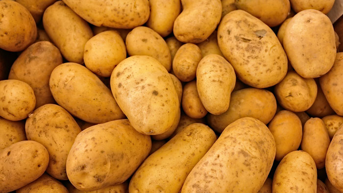 محمح: احتمال ارتفاع سعر البطاطا خلال أيام