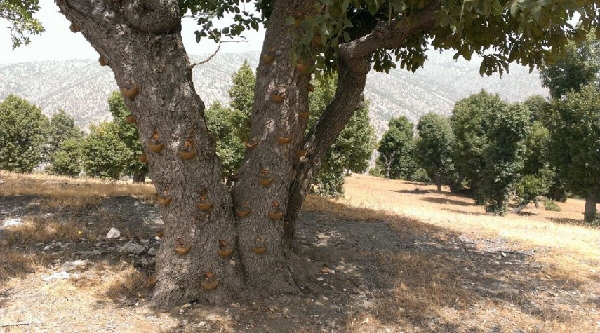 شجرة صمغ البطم الأطلسي في قرى بانه غرب إيران