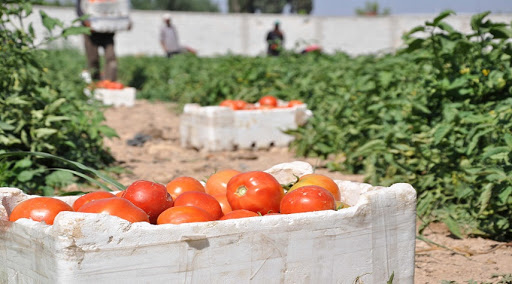 تسويق 55 ألف طن من الإنتاج الزراعي الصيفي لمدينة الحسكة