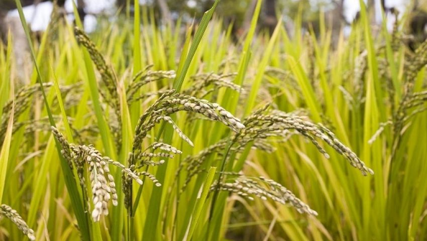 "البحوث": الرز الهوائي سيستفاد منه في صناعة السيريلاك والأعلاف