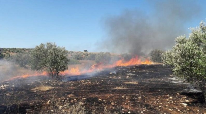  حوالي 3.5 مليون شجرة زيتون احترقت في اللاذقية