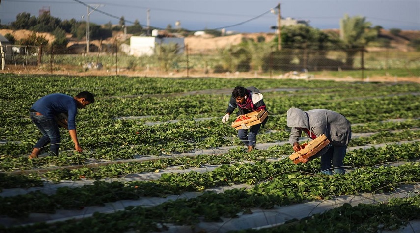"زراعة دمشق": 175 مليار ل.س قيمة الصادرات منذ بداية 2020