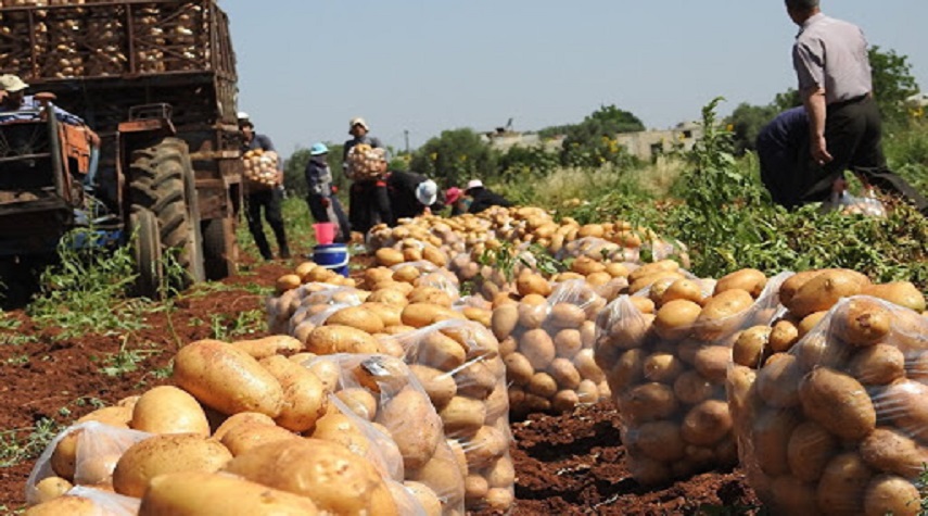وزارة الاقتصاد تمنع تصدير مادة البطاطا