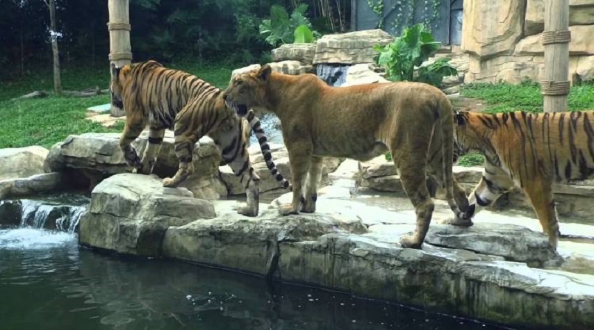إعادة افتتاح حديقة الحيوانات في العدوي بدمشق