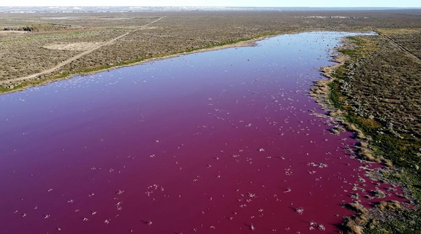  بحيرة في الأرجنتين يتحول لونها إلى الوردي