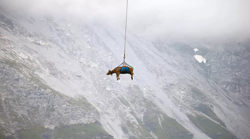 الأبقار السويسرية تعود من مرتفعات جبال الألب إلى منازلها