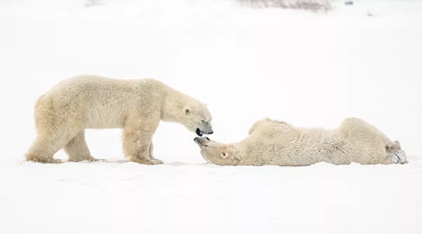 موسم الدببة القطبية في تشرشل