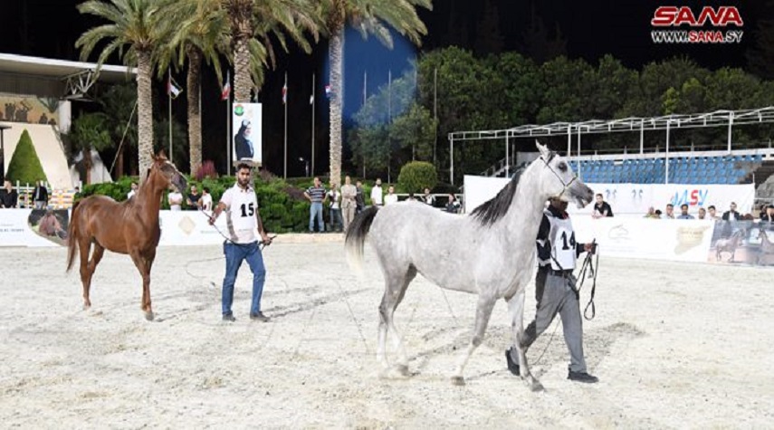 انطلاق بطولة العرض الوطني التاسع لجمال الخيول العربية الأصيلة