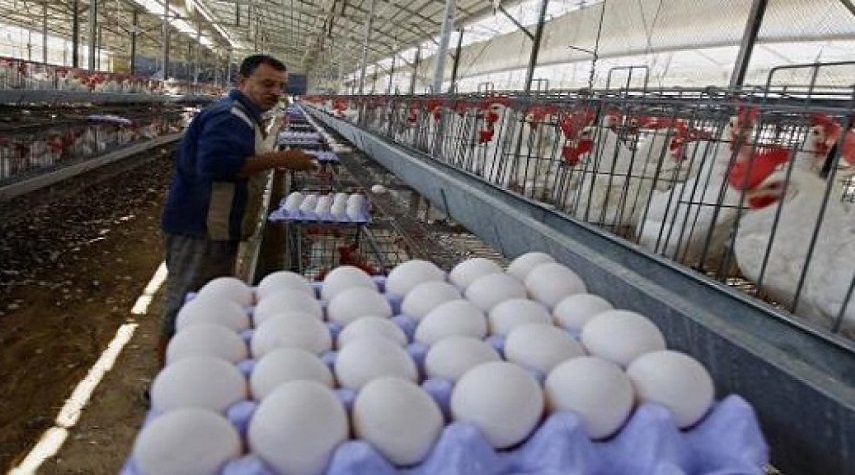 مدير مؤسسة الدواجن يكشف أسباب ارتفاع أسعار البيض والفروج