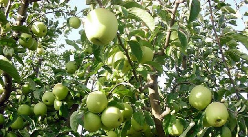أكثر من 26700 طن تقديرات إنتاج التفاح في اللاذقية