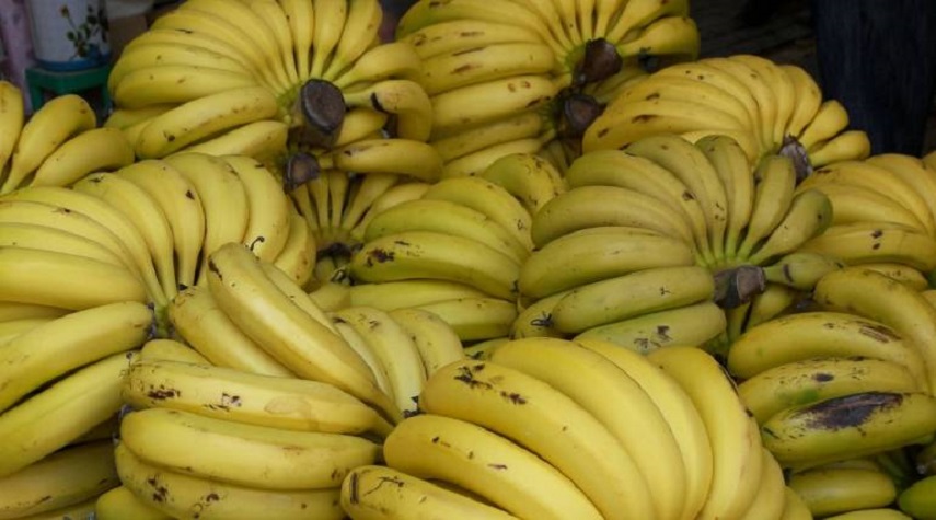 توقعات بانخفاض سعر كغ الموز إلى 6 آلاف ليرة