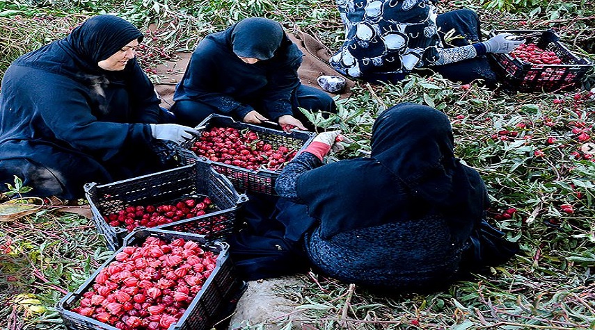 موسم حصاد شاي الكركديه في مدينة كارون الإيرانية