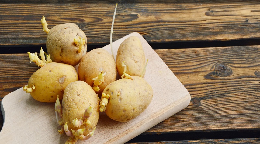 هل البطاطا ذات الدرنات والبراعم سامة؟