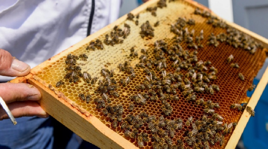 اعتماد أول لقاح في العالم لحماية النحل