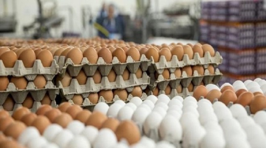 مؤسسة الدواجن: ارتفاع إنتاج بيض المائدة إلى 416 ألف بيضة يومياً