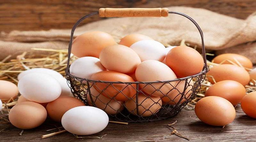 مدير عام الدواجن يحذر: سعر البيضة قد يصل إلى ألف ليرة ما لم تكن هناك حلول 