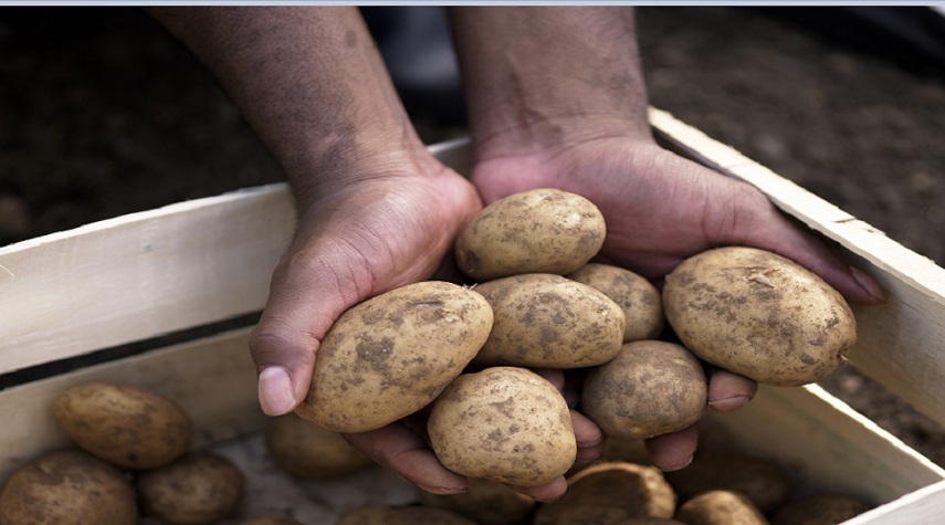خبراء يحذرون من تخزين البطاطس بشكل خاطئ طوال هذا الوقت