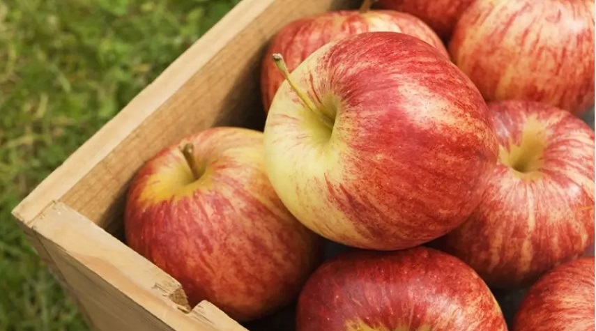 التفاح السوري يصل إلى أكثر من 15 دولة عربية