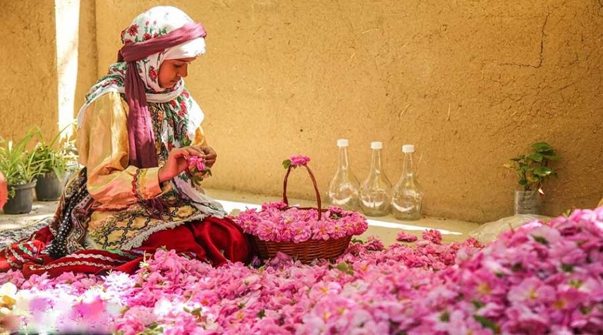 تقطير الورد في منطقة قمصر الإيرانية.. عادة وصناعة أصيلة تتجدد كل ربيع