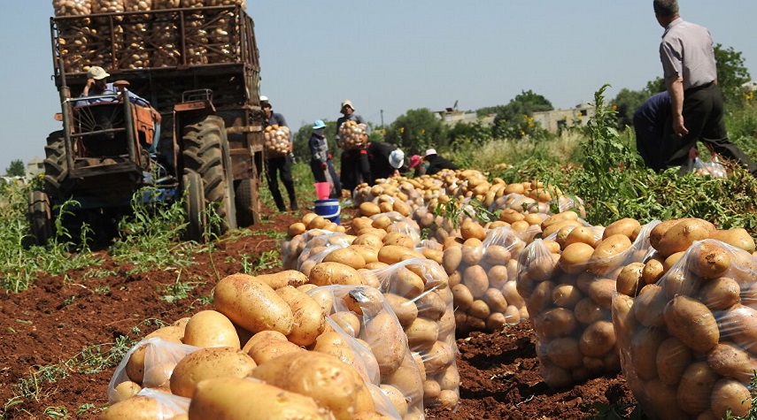 الموافقة على تصدير البطاطا والثوم الأخضر الفائضة عن حاجة السوق