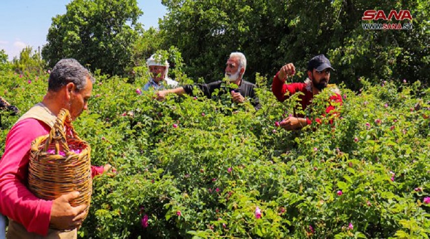 إطلاق مهرجان قطاف الوردة الشامية في قرية النيرب بريف حلب