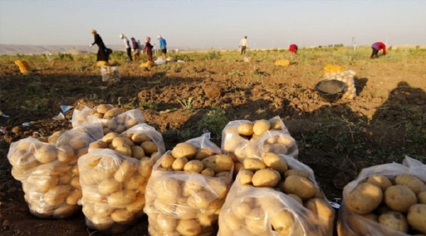 اتحاد الفلاحين: تصدير الثوم والبطاطا سيكون من كل المحافظات المنتجة