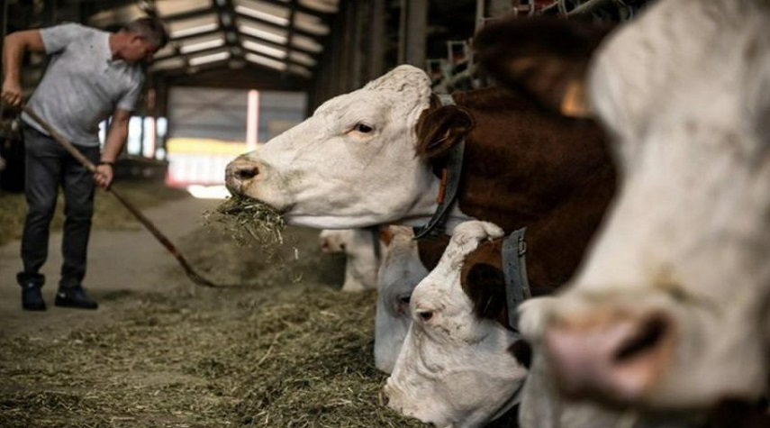 إعفاء استيراد الأبقار بقصد التربية من الرسوم والضرائب لمدة 5 سنوات 