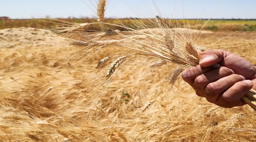 ألف مليار ليرة إضافية لـ«الزراعي» لشراء القمح