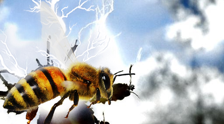 دراسة: أبراج الكهرباء تؤثر سلبيا على قدرة النحل على تلقيح الأزهار