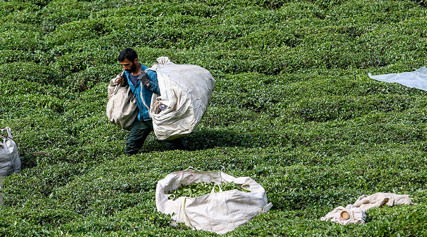 موسم حصاد اوراق الشاي من مزارع شمال ايران