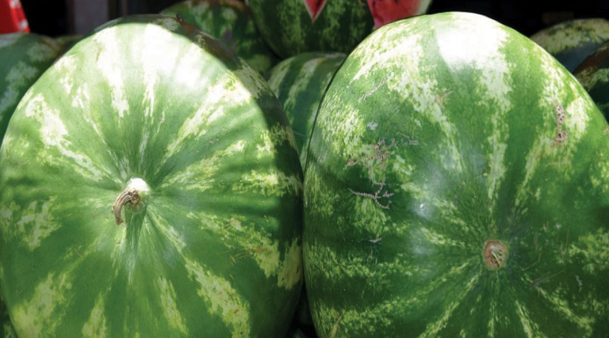 الناس تتخوف من البطيخ في الأسواق.. العقاد: مصدره درعا ومراقب من وزارة الزراعة
