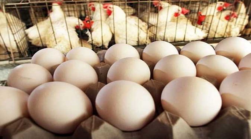 أسعار البيض تحلق في الأسواق السورية