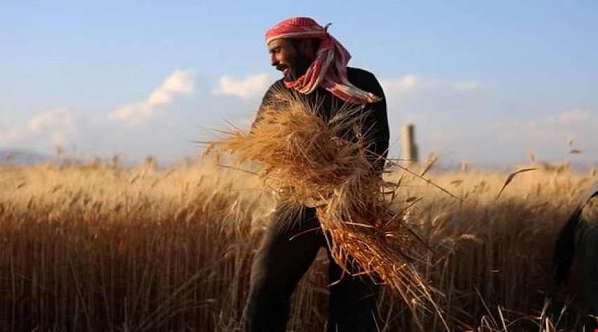 فلاحو القنيطرة يتهمون السورية للحبوب بالتقصير في تسويق القمح